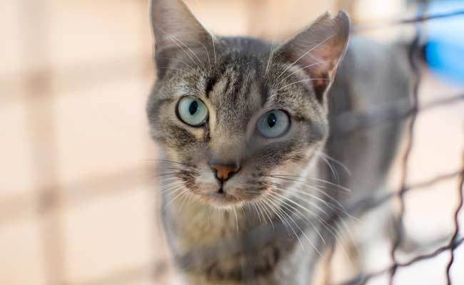 New York Cats Become First US Pets To Contract Coronavirus