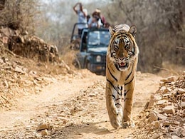 कभी ना रुकने वाली दिल्ली के पास हैं ये घने जंगल, जमकर लें सफारी का मजा कभी ना रुकने वाली दिल्ली के पास हैं ये घने जंगल, जमकर लें सफारी का मजा
