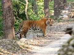 High Court Orders CBI Probe Into Death Of Tigers At Corbett National Park