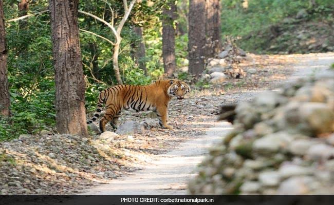 Special Force To Be Set Up For Corbett Tiger Reserve