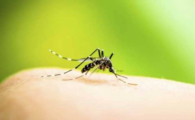 Delhi Reports Season's First Dengue Death