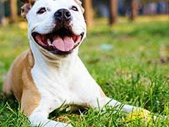 Dogs Can Provide Clues About Human Brain Tumour: Study