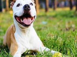 Dogs Can Provide Clues About Human Brain Tumour: Study Dogs Can Provide Clues About Human Brain Tumour: Study