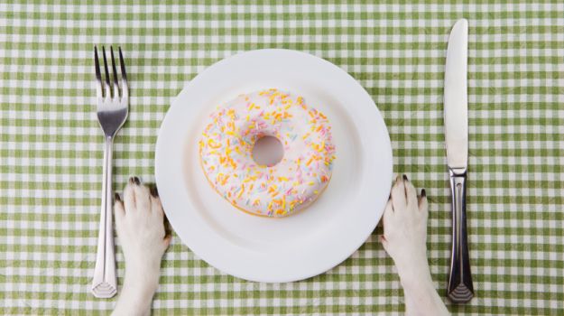 For the Love of Brunches and Bow Wow: How About a Michelin-Star-Styled Brunch for Your Dog?