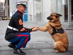 A Medal For Lucca, the Dog Who Sniffed Out Explosives in Afghanistan
