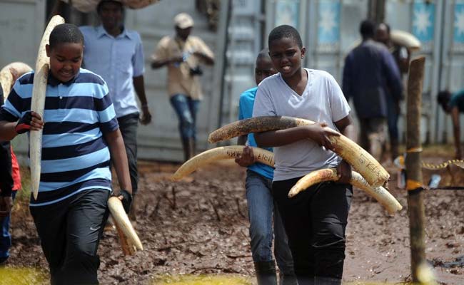 Kenya Torches Huge Elephant Tusk Stockpile