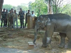 Army Rescues Injured Baby Elephant In Assam