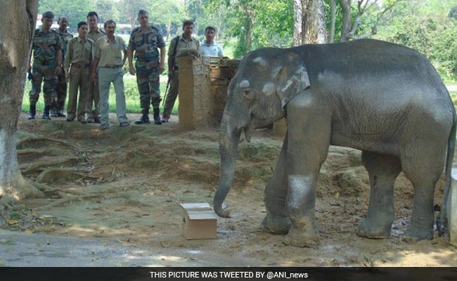 Army Rescues Injured Baby Elephant In Assam