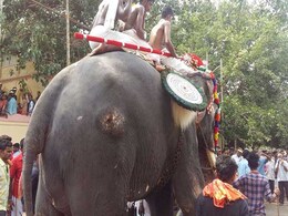 Elephants Keep Up Thrissur Pooram Tradition, Black Paint Masking Injuries Elephants Keep Up Thrissur Pooram Tradition, Black Paint Masking Injuries