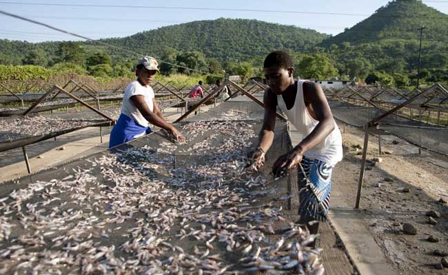People Around The World Are Eating More Fish: UN Report