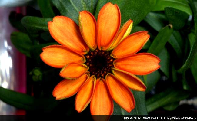 Rising Temperatures May Make Flowers Less Fragrant