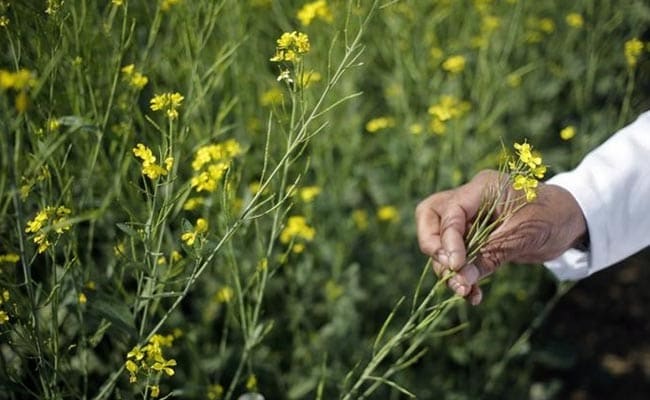 Rajasthan Not To Allow Genetically Modified Mustard Even If Centre Approves