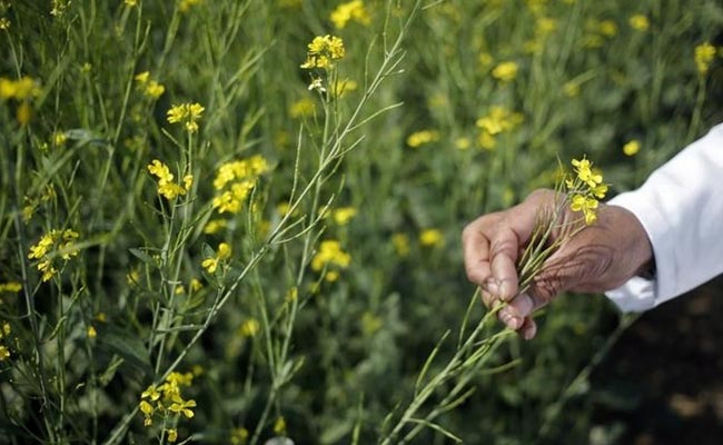 जीएम सरसों को व्यावसायिक रूप से जारी करने पर 17 अक्टूबर तक रोक