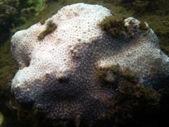 First Signs Of Coral Bleaching In Sydney Harbour: Scientists