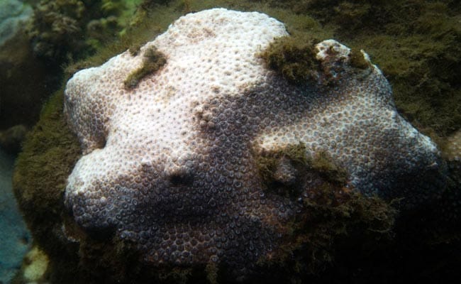 First Signs Of Coral Bleaching In Sydney Harbour: Scientists