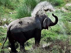 Sri Lanka Judge Suspended For Illegally Possessing Elephant Calf