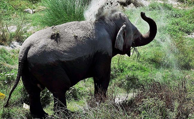 Elephant Calf Electrocuted In Tamil Nadu