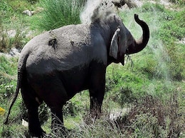 Elephant Calf Electrocuted In Tamil Nadu Elephant Calf Electrocuted In Tamil Nadu