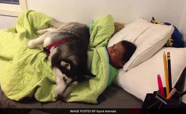 Not A Morning Person?  Neither Is This Dog. 26 Million Views
