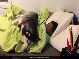 Not A Morning Person?  Neither Is This Dog. 26 Million Views Not A Morning Person?  Neither Is This Dog. 26 Million Views