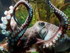 This Octopus, A Con-Artist, Escaped From Aquarium Into Ocean