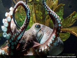 This Octopus, A Con-Artist, Escaped From Aquarium Into Ocean This Octopus, A Con-Artist, Escaped From Aquarium Into Ocean