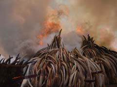 Kenya Torches World's Biggest Ivory Bonfire To Save Elephants