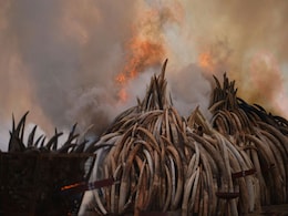 After Kenya, Now India Plans To Burn Its Ivory Stockpile After Kenya, Now India Plans To Burn Its Ivory Stockpile
