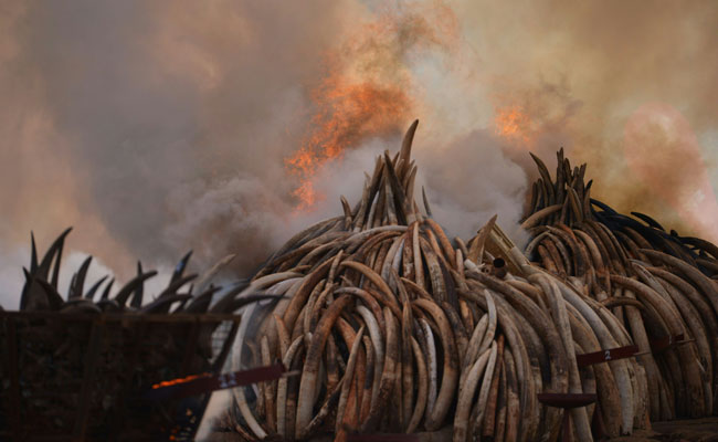 Kenya Torches World's Biggest Ivory Bonfire To Save Elephants