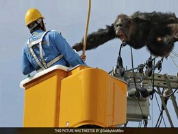 Chimpanzee Flees Japan Zoo, Caught After Falling From Power Pole Chimpanzee Flees Japan Zoo, Caught After Falling From Power Pole
