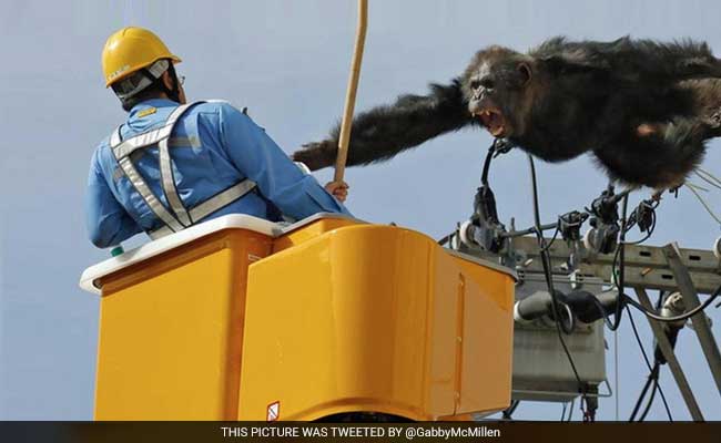 Chimpanzee Flees Japan Zoo, Caught After Falling From Power Pole