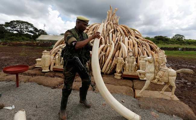 Kenya Seizes Nearly 2 Tonnes Of Ivory From Shipment Bound For Cambodia