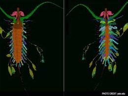 Ancient 'Kite Runner' Carried Its Babies In Bubbles: Study Ancient 'Kite Runner' Carried Its Babies In Bubbles: Study
