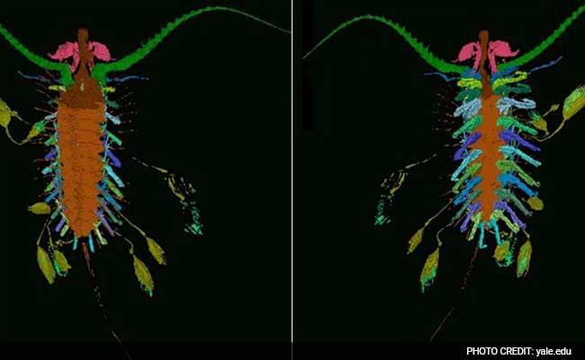 Ancient 'Kite Runner' Carried Its Babies In Bubbles: Study