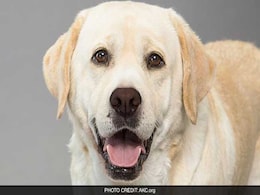 Dog Saves 51-Year-Old Woman From Robber In South Delhi Dog Saves 51-Year-Old Woman From Robber In South Delhi