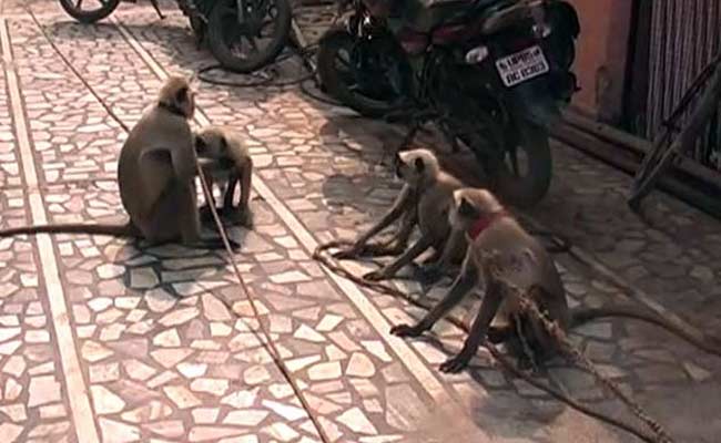 ...तो 90-90 फीट के टावरों को अपना आशियाना इसलिए बना रहे हैं लंगूर