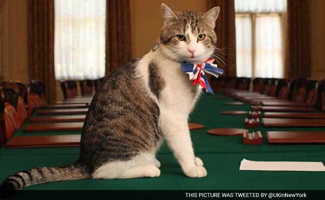 At Last, Some Stability: Larry The Cat Will Remain At 10 Downing Street