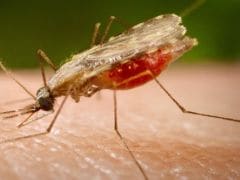 New Malaria Vaccine May Prevent Infection For Over One Year