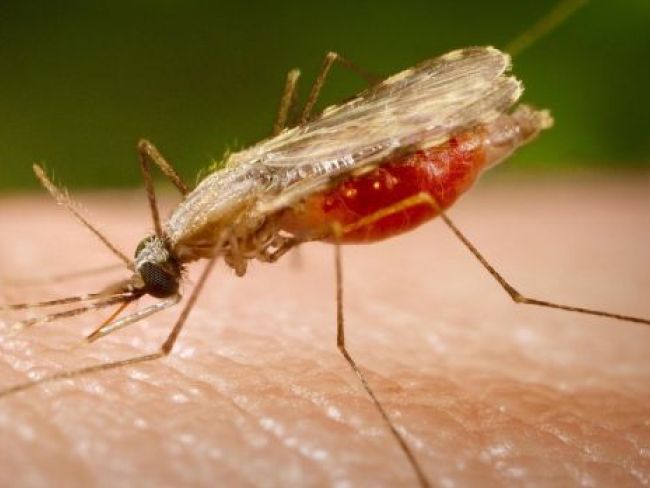 2020 तक 21 देशों को मिलेगा मलेरिया से छुटकारा