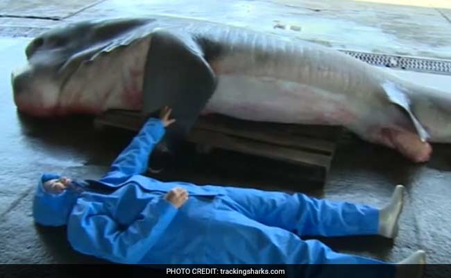 Rare Megamouth Shark Caught in Japan is What Nightmares are Made of