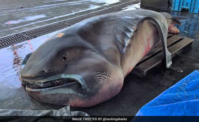 Underwater: a rare megamouth shark captured│NHK VIDEO BANK
