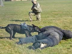 British Army Dogs Get Their Own Personal Protection Equipment