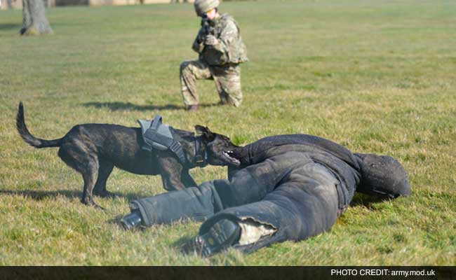 British Army Dogs Get Their Own Personal Protection Equipment