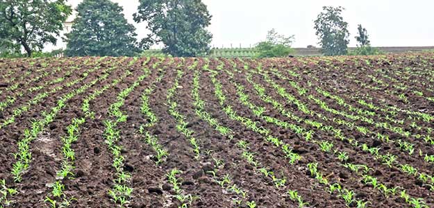 Monsoon Rains Seen Above Average in 2016: What Experts Say