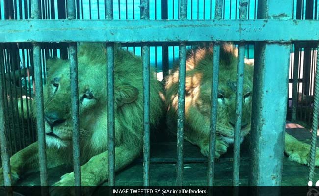 33 VIP Passengers On A Plane Are All Lions Headed Home To South Africa