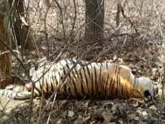In Park That Inspired Jungle Book, Tiger Deaths Trigger Alarm