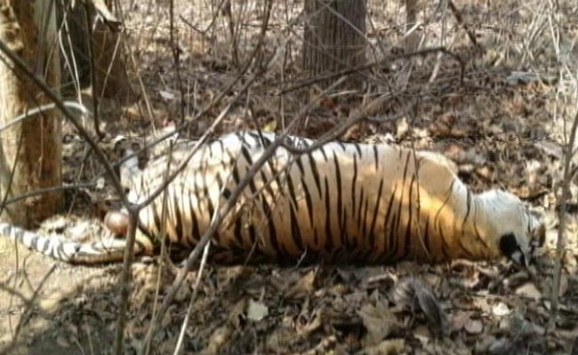 मध्यप्रदेश में पिछले 12 महीनों में 16 बाघों की मौत