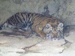 Another Tiger Found Dead In Madhya Pradesh Park, 3 Arrested