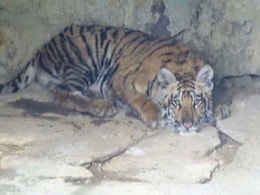 Another Tiger Found Dead In Madhya Pradesh Park, 3 Arrested Another Tiger Found Dead In Madhya Pradesh Park, 3 Arrested
