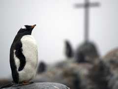Hungry Penguins Chase Antarctic's Shifting Krill